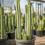 Cactus – San Pedro